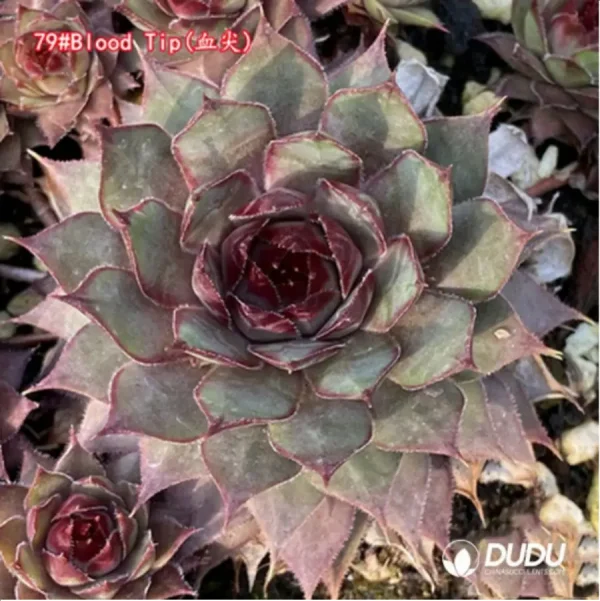 Sempervivum Blood Tip - Image 1