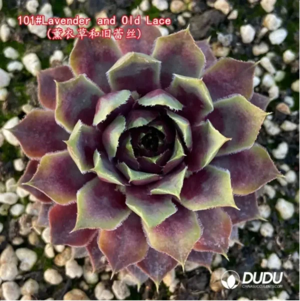 Sempervivum Lavender and Old Lace - Image 1