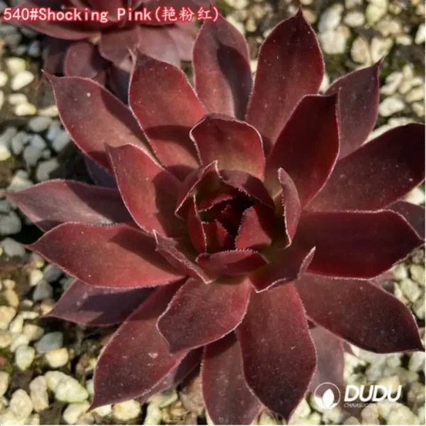 Sempervivum Shocking Pink - Image 1