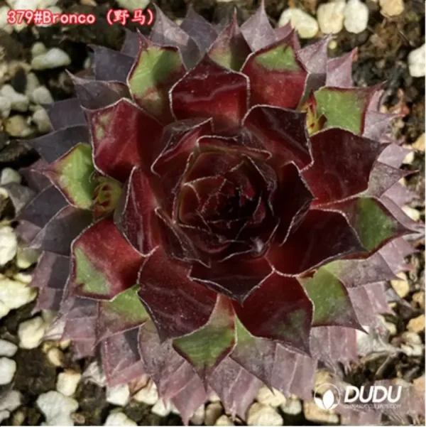 Sempervivum Bronco - Image 1