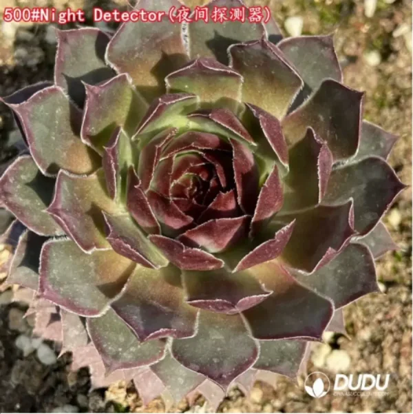 Sempervivum Night Detector - Image 1