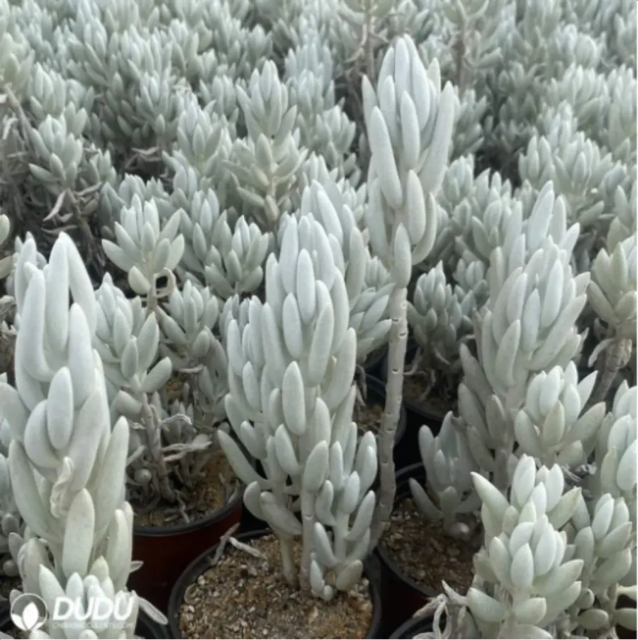 1756119837-1-2855.webp Sedum Senecio haworthii (Sweet) Sch.Bip - Image 1