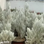 Sedum Senecio haworthii (Sweet) Sch.Bip - Image 2