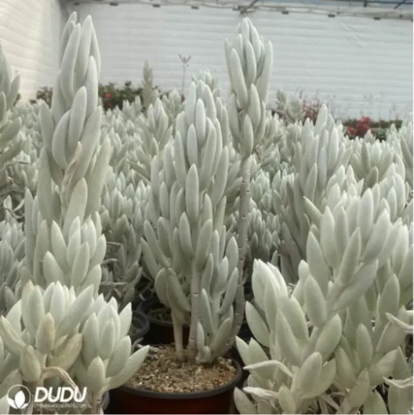 Sedum Senecio haworthii (Sweet) Sch.Bip - Image 2