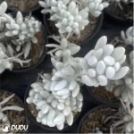 Sedum Senecio haworthii (Sweet) Sch.Bip - Image 3