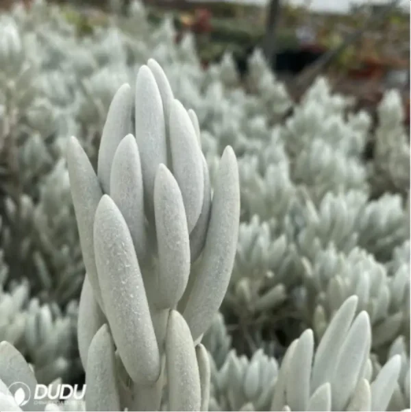 Sedum Senecio haworthii (Sweet) Sch.Bip - Image 4