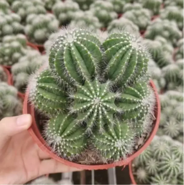 1756119844-1-3064.webp Cactus-Noto magnificus Clustering - Image 1