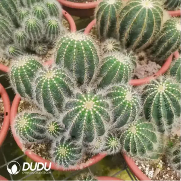 Cactus-Noto magnificus - Image 1