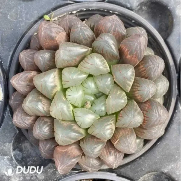 Haworthia Cooperi - Image 1