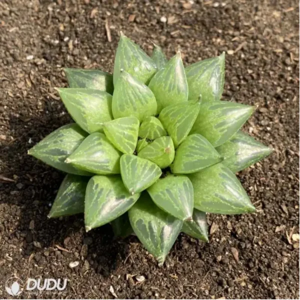 Haworthia Cooperi - Image 1