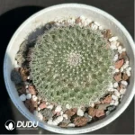 Cactus-Mammillaria hahniana