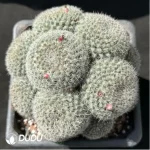 Cactus-Mammillaria hahniana Clustering