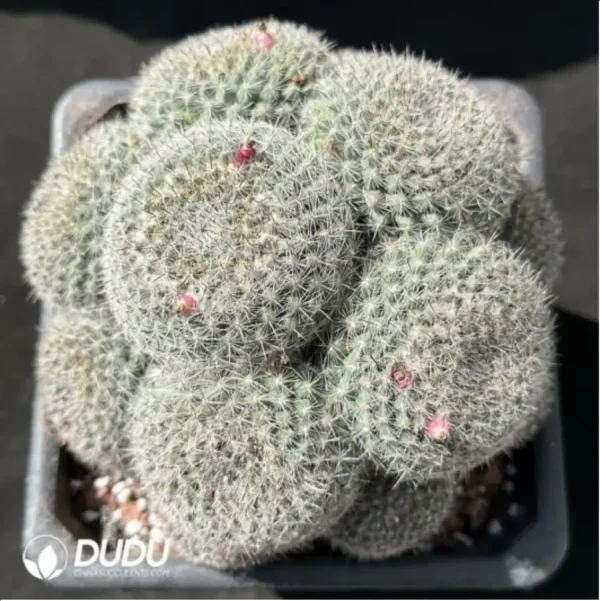 1756119862-1-2210.webp Cactus-Mammillaria hahniana Clustering - Image 1