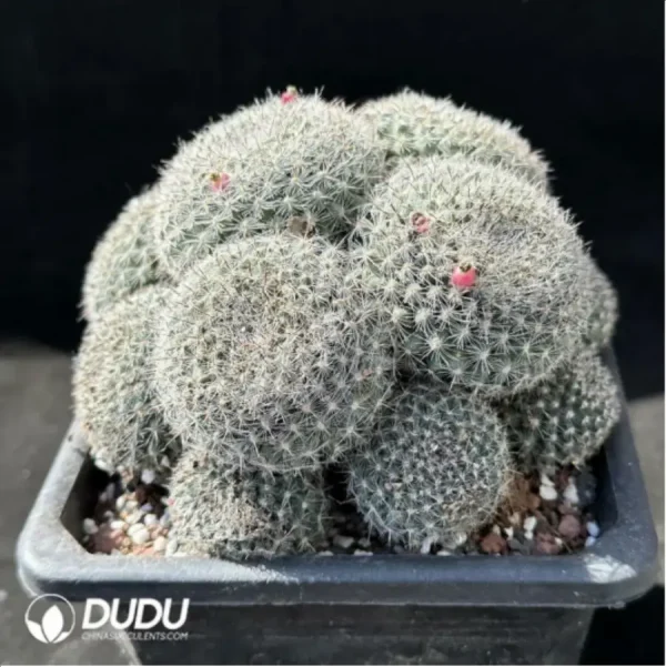 1756119863-2-1444.webp Cactus-Mammillaria hahniana Clustering - Image 2
