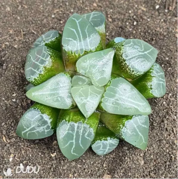 Haworthia Elegans - Image 1