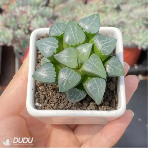 Haworthia Elegans - Image 3