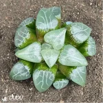 Haworthia Elegans - Image 2