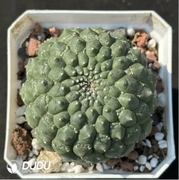 1756119875-1-2191.webp (Seed Grown)Cactus-Eriosyce - Image 1