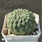 (Seed Grown)Cactus-Eriosyce - Image 2