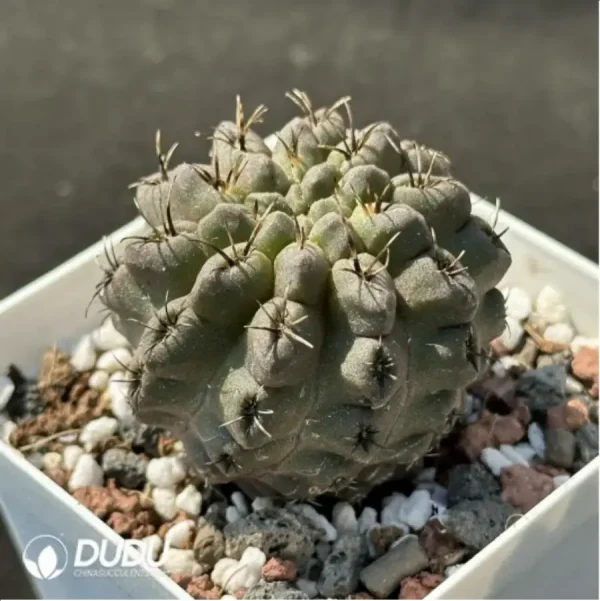 1756119879-2-1396.webp Cactus-Eriosyce - Image 2