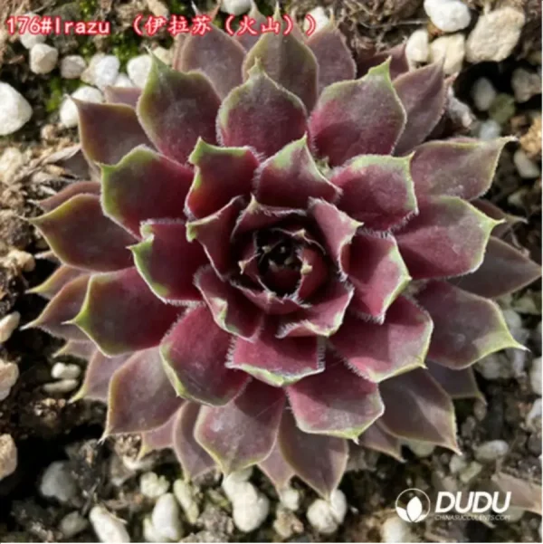 Sempervivum Irazu - Image 1