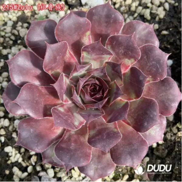 Sempervivum Zulu - Image 1
