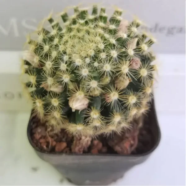 1756119886-1-3040.webp Cactus Mammillaria schiedeana - Image 1