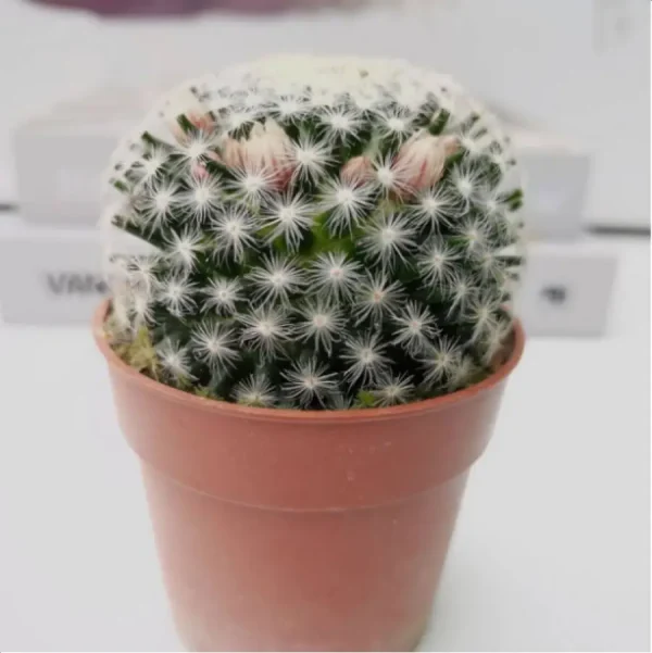 1756119887-1-3095.webp Cactus Mammillaria schiedeana - Image 1