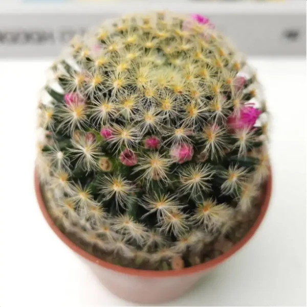 1756119888-1-3094.webp Cactus Mammillaria schiedeana - Image 1