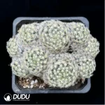 Cactus-Mammillaria schiedeana Clustering