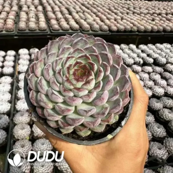 Echeveria Sunflower Collection (Pampering Edition) - Image 1