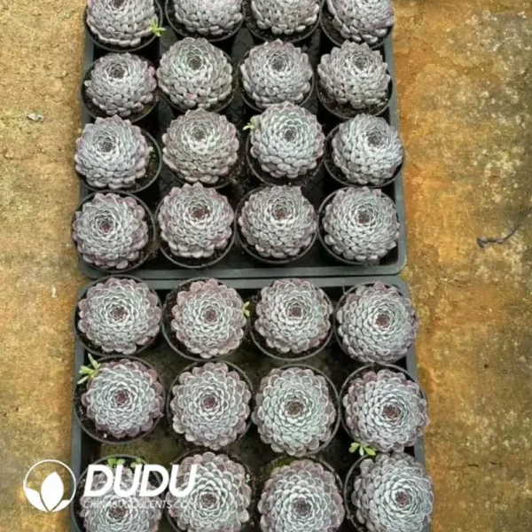 Echeveria Sunflower Collection (Pampering Edition) - Image 2