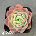 Echeveria Flowery