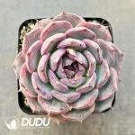 Echeveria Blueenchantress