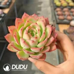 Echeveria Flowery - Image 2