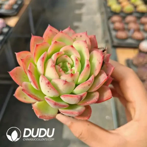 Echeveria Flowery - Image 2