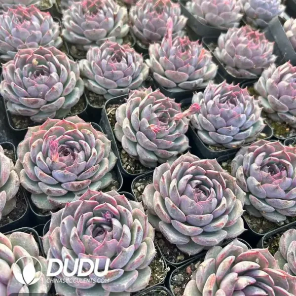 Echeveria Blueenchantress - Image 2