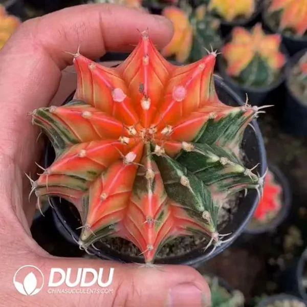 1756119907-e201-527.webp Gymnocalycium Stenopleurum Var. - Image 1