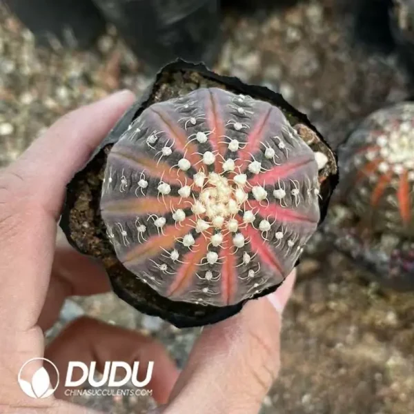 1756119908-e201-528.webp Gymnocalycium- Ragonesei(Chemical variegated) - Image 1