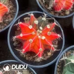 Gymnocalycium Stenopleurum Var. - Image 2