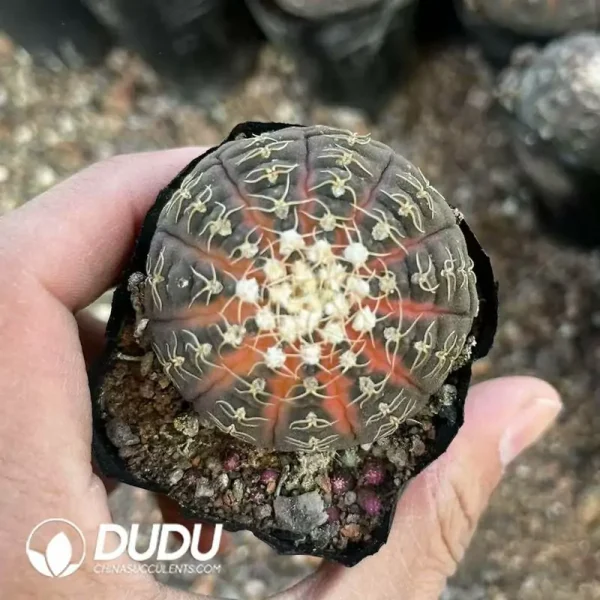 1756119909-e202-514.webp Gymnocalycium- Ragonesei(Chemical variegated) - Image 2