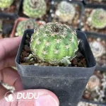 Lobivia Yangsheng - Image 2