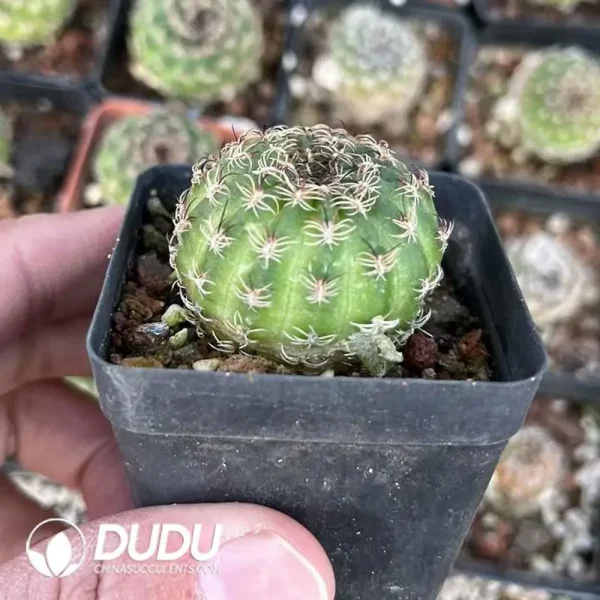 Lobivia Yangsheng - Image 2