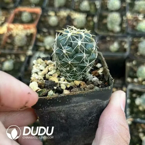 (Seed Grown)Presell-Coryphantha Elephantidens Lem - Image 2