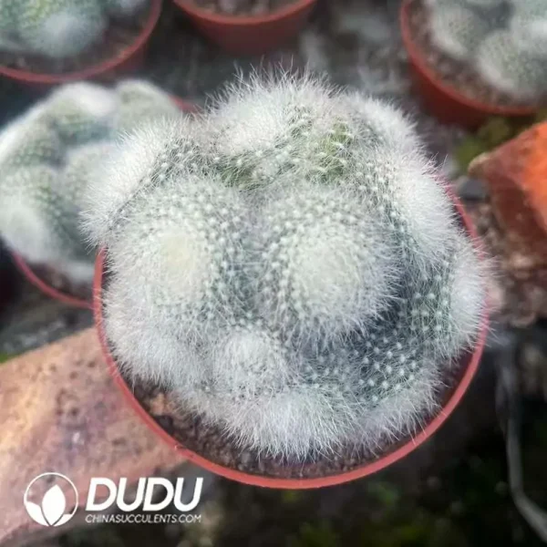 1756119914-e201-531.webp Notocactus Haselbergii Berg Cluster - Image 1