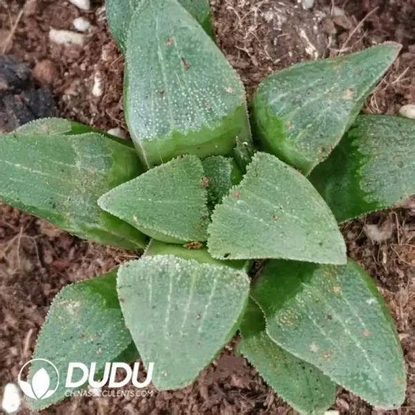Haworthia Blue Light - Image 1