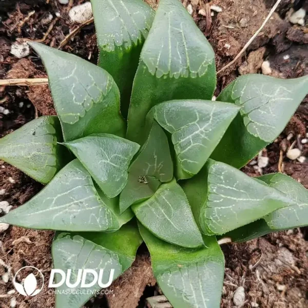 Haworthia Liangchuangke - Image 1