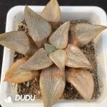 Haworthia Tewang