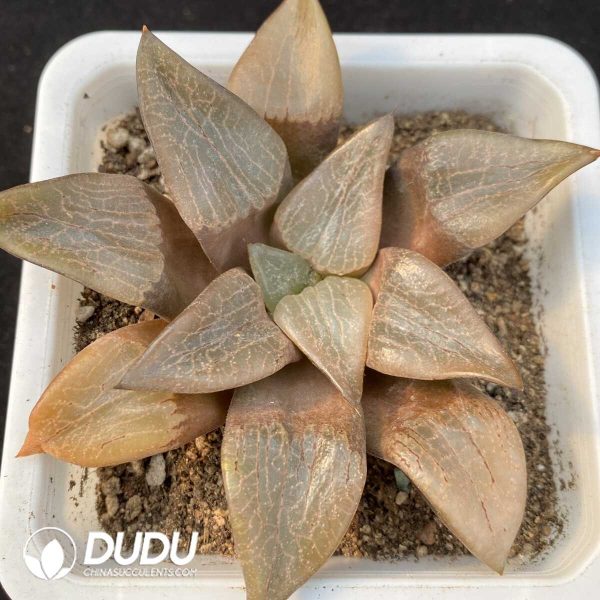 1756119917-1749192351-e201.jpg Haworthia Tewang - Image 1