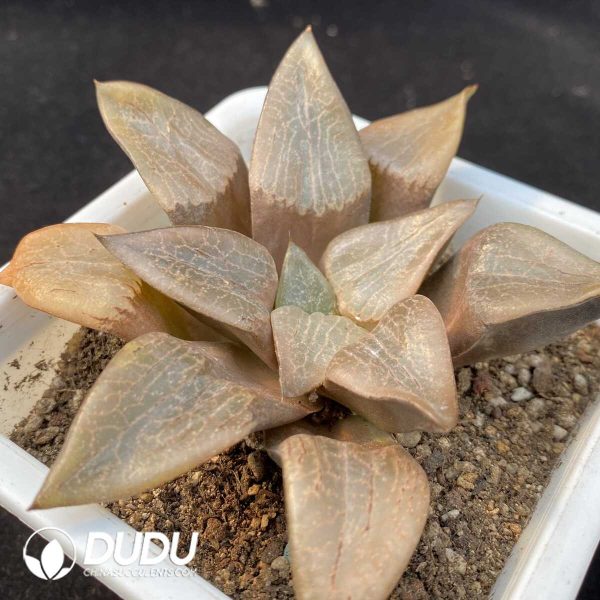 Haworthia Tewang - Image 2